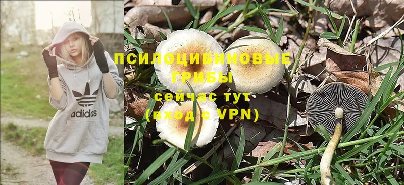 Галлюциногенные грибы MAGIC MUSHROOMS  блэк спрут   Ужур 